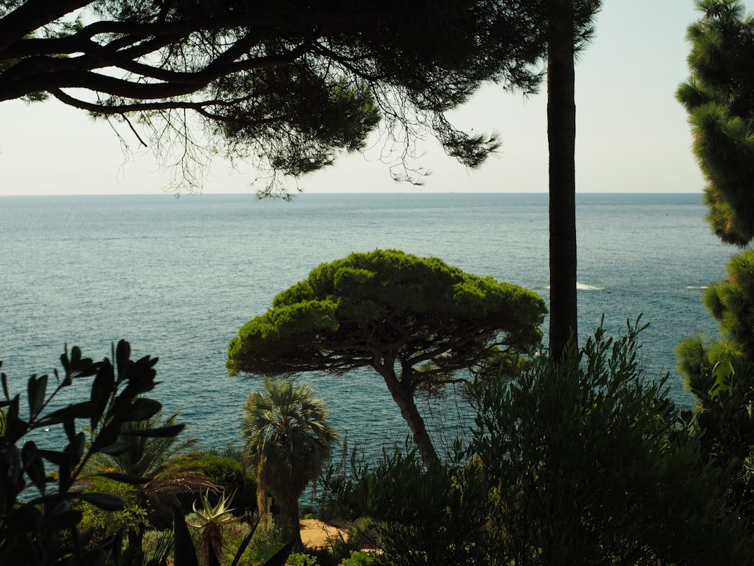Vista al mar entre &aacute;rboles verdes y plantas exuberantes, ideal para alojarse en Tossa y la Costa Brava.