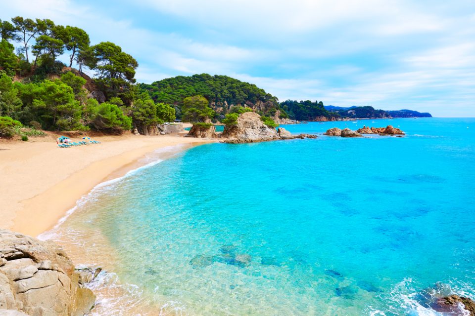Cala Treumal with fine sand, calm water and pines reaching the shore